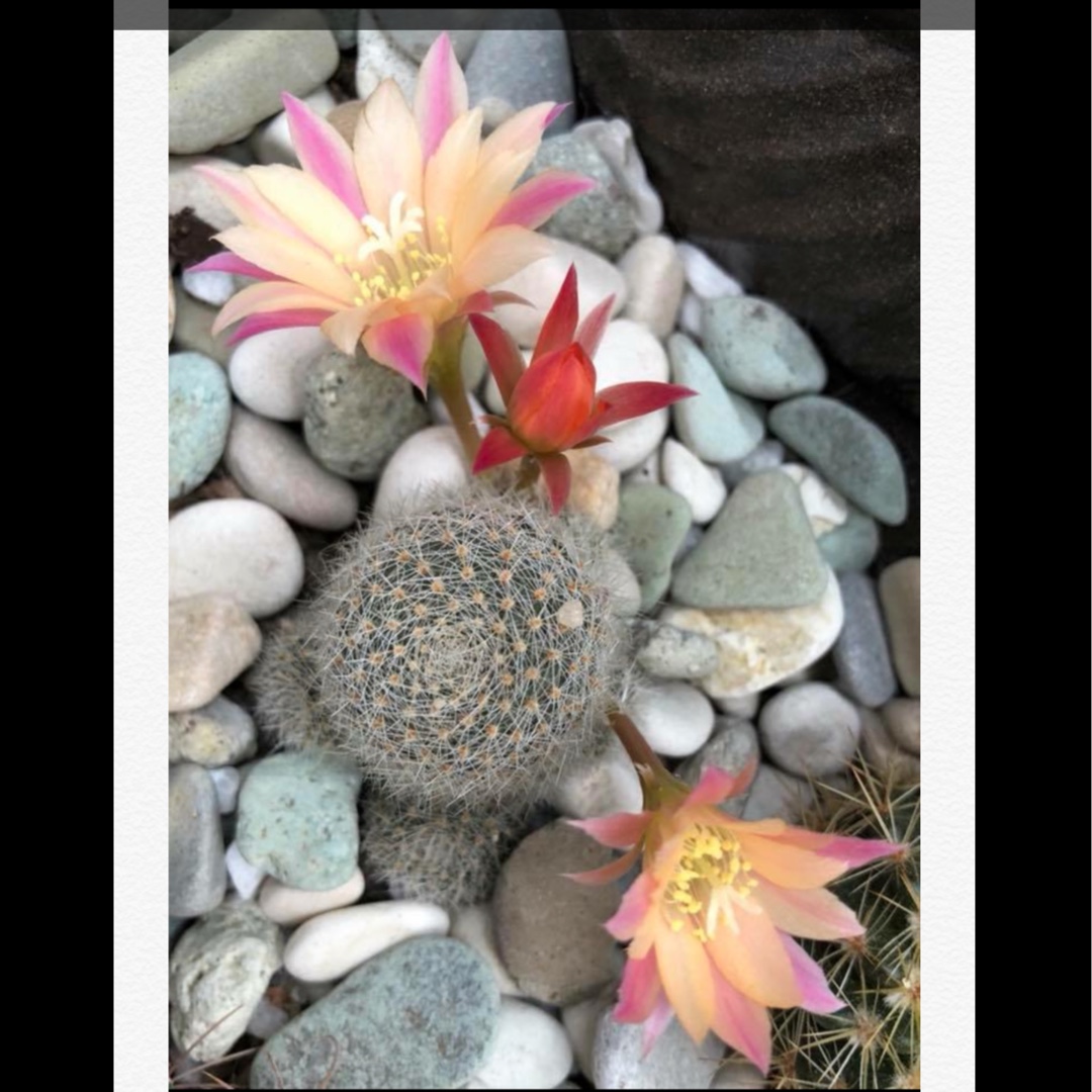 Rebutia heliosa Sunset in the GardenTags plant encyclopedia Rebutia heliosa Sunset in the GardenTags plant encyclopedia