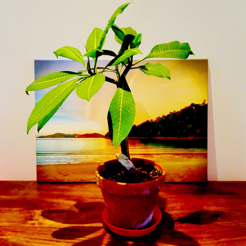 Plumeria rubra Rim Fire in the GardenTags plant encyclopedia Fragipani Rim Fire in the GardenTags plant encyclopedia