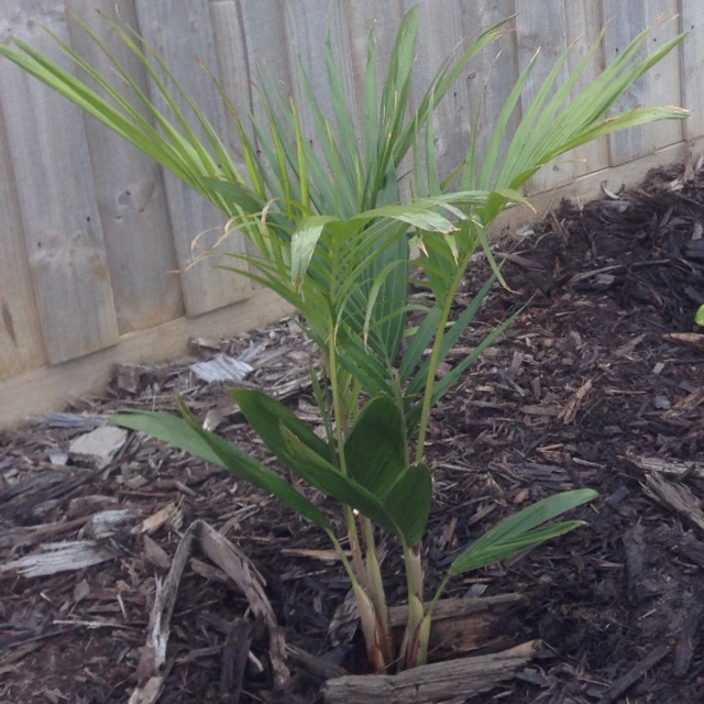 Archontophoenix cunninghamiana in the GardenTags plant encyclopedia Bangalow Palm in the GardenTags plant encyclopedia