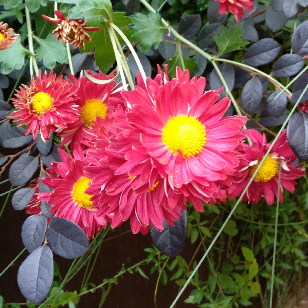 Chrysanthemum x hort. Ceddie Mason in the GardenTags plant encyclopedia Chrysanthemum Ceddie Mason in the GardenTags plant encyclopedia