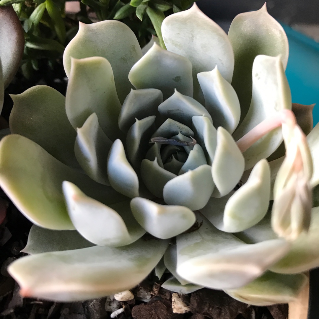 Echeveria Louise in the GardenTags plant encyclopedia Echeveria Louise in the GardenTags plant encyclopedia