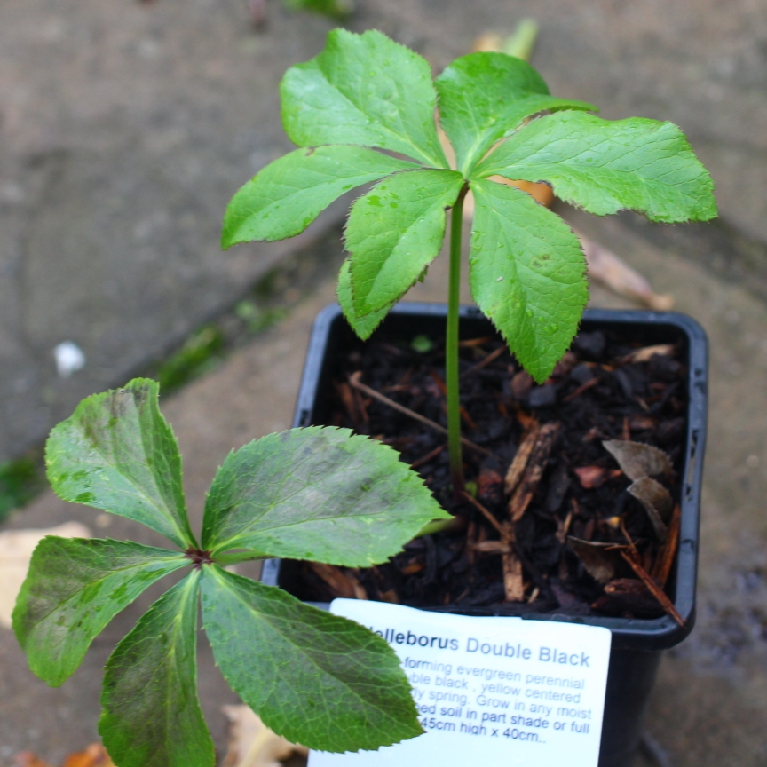 Helleborus x hybridus Double Black in the GardenTags plant encyclopedia Hellebore Double Black in the GardenTags plant encyclopedia