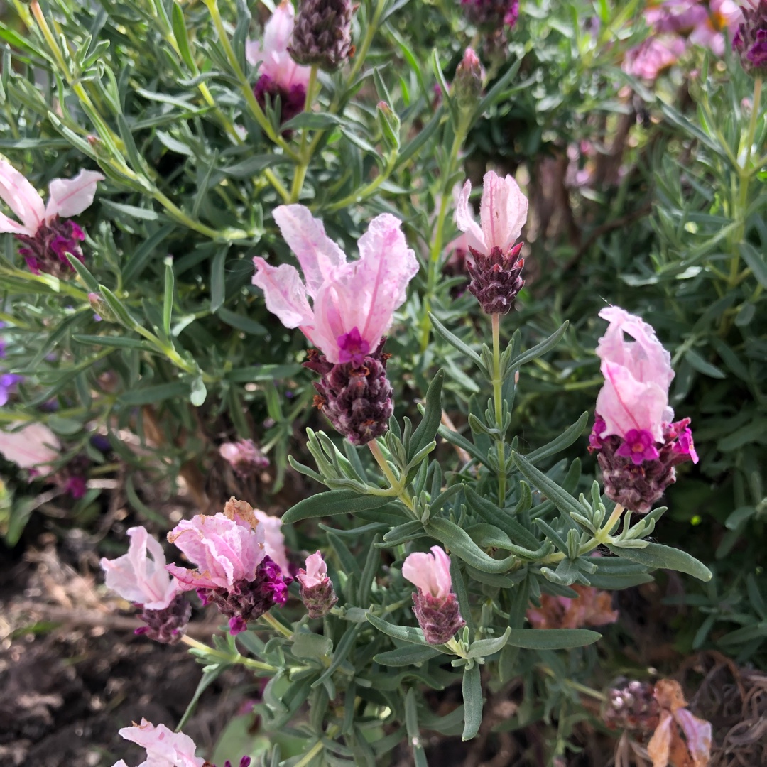 Lavandula stoechas Labz0001 (Javelin Series) syn. Lavandula stoechas Javelin Compact Rose in the GardenTags plant encyclopedia Lavender Javelin Compact Rose in the GardenTags plant encyclopedia