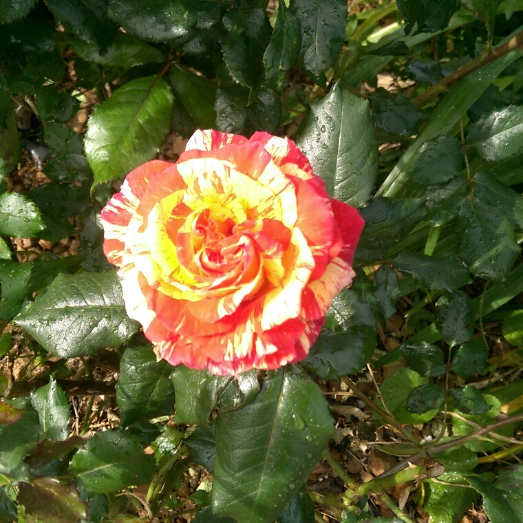 Rosa Love In in the GardenTags plant encyclopedia Floribunda Rose Love In in the GardenTags plant encyclopedia