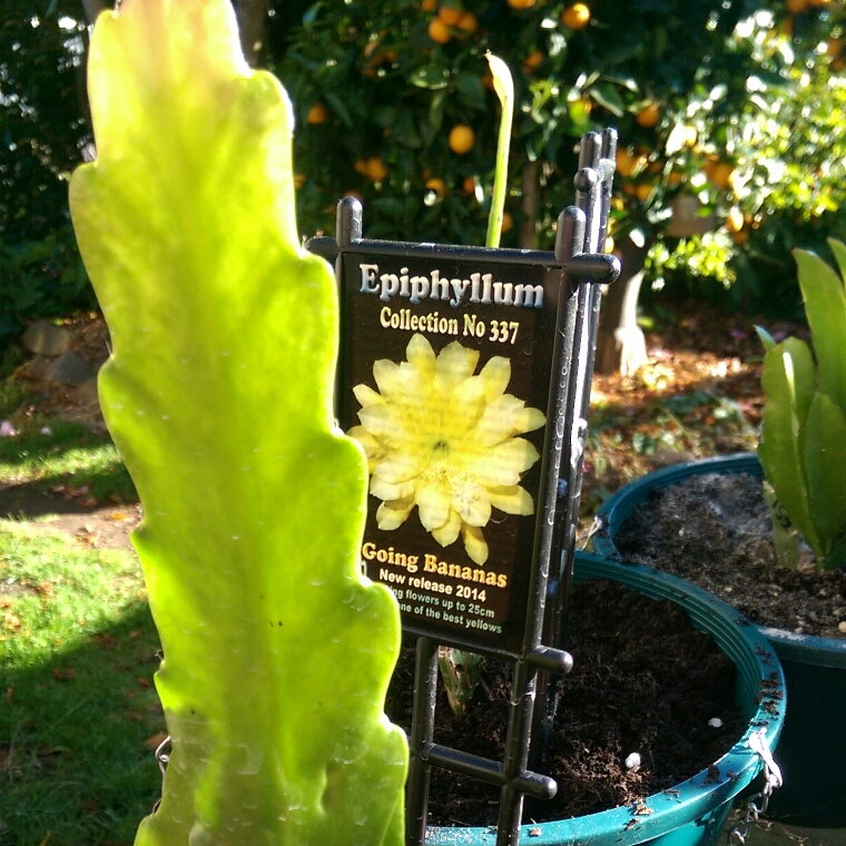 Epiphyllum Going Bananas in the GardenTags plant encyclopedia Epiphyllum Going Bananas in the GardenTags plant encyclopedia