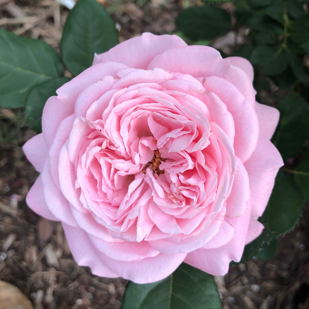 Rosa Summer Romance in the GardenTags plant encyclopedia Floribunda Rose Summer Romance in the GardenTags plant encyclopedia