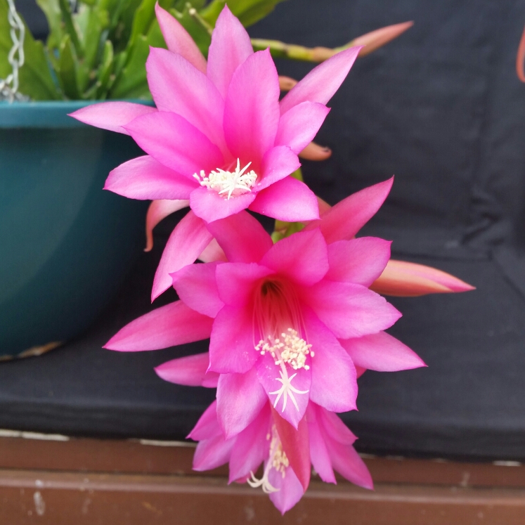 Disocactus nelsonii syn. Chiapasia nelsonii in the GardenTags plant encyclopedia Disocactus Nelsonii in the GardenTags plant encyclopedia