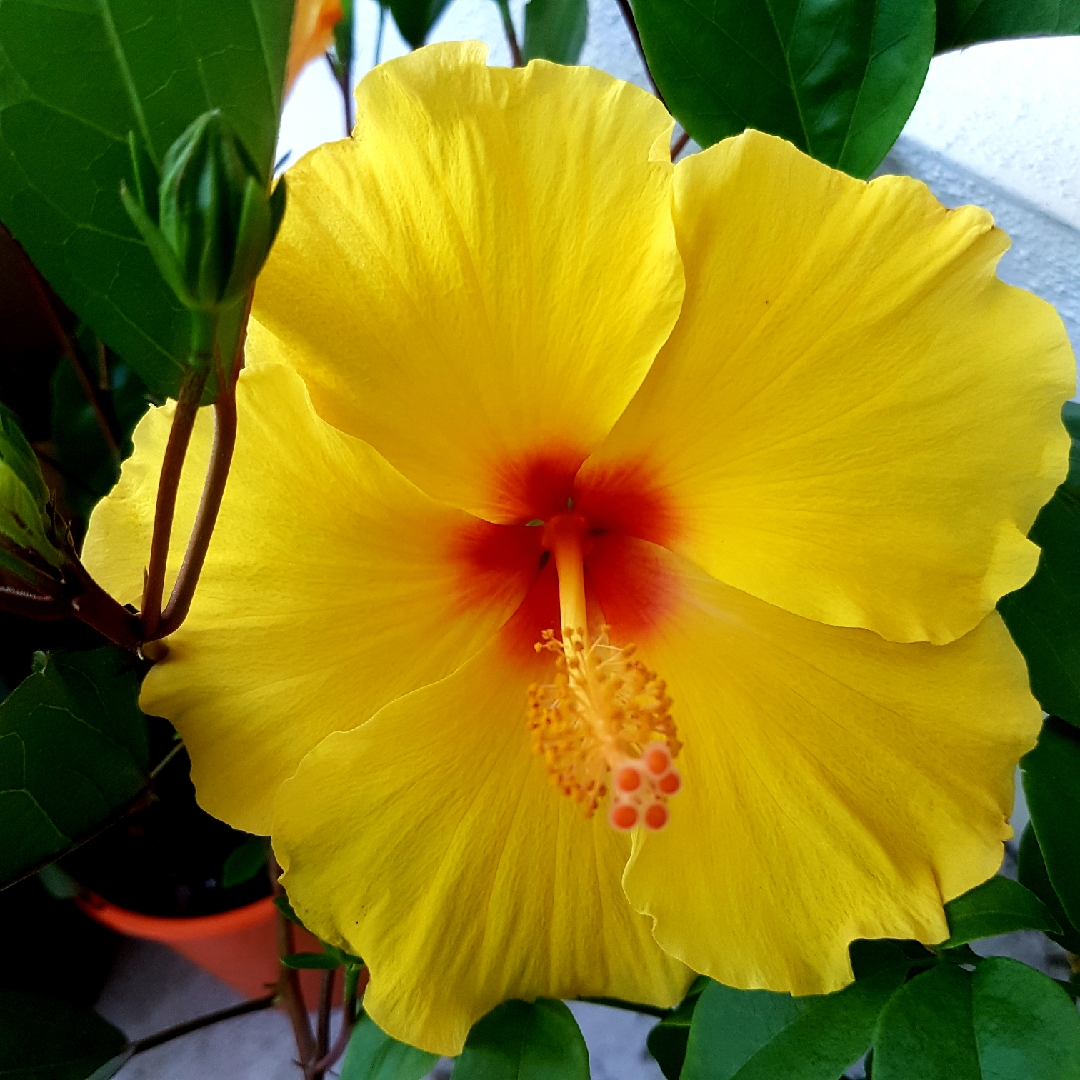 Hibiscus rosa-sinensis Athenacus in the GardenTags plant encyclopedia Hibiscus Athenacus in the GardenTags plant encyclopedia