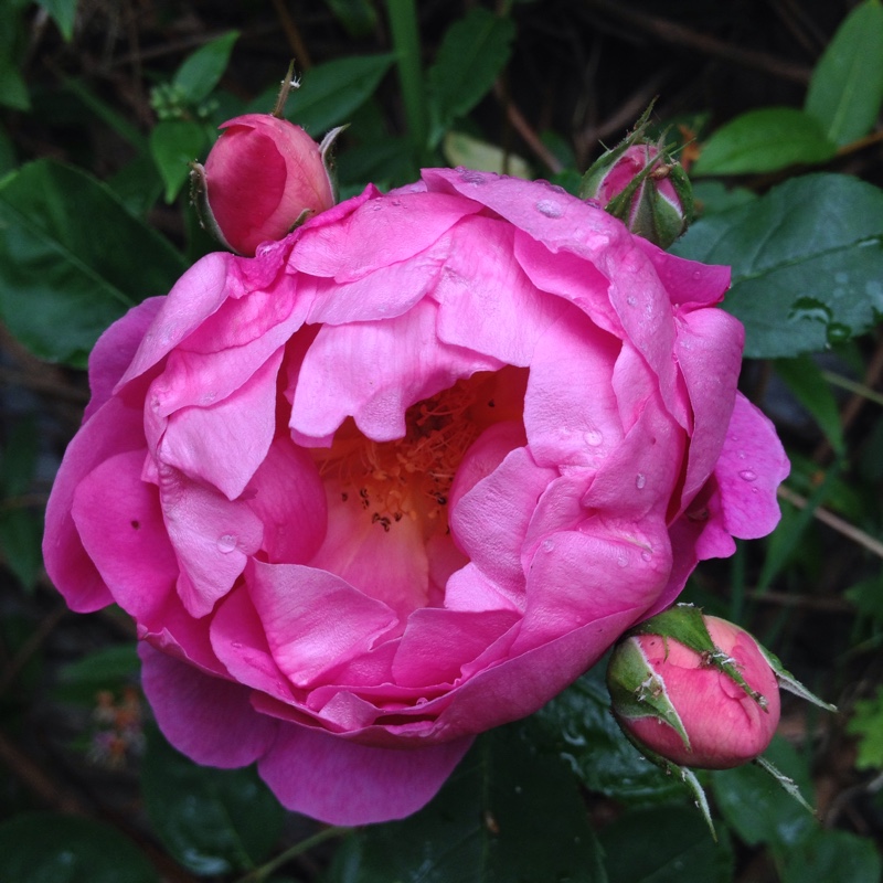 Rosa Auspaddle syn. Rosa Royal Jubilee in the GardenTags plant encyclopedia Rose Royal Jubilee (Shrub) in the GardenTags plant encyclopedia