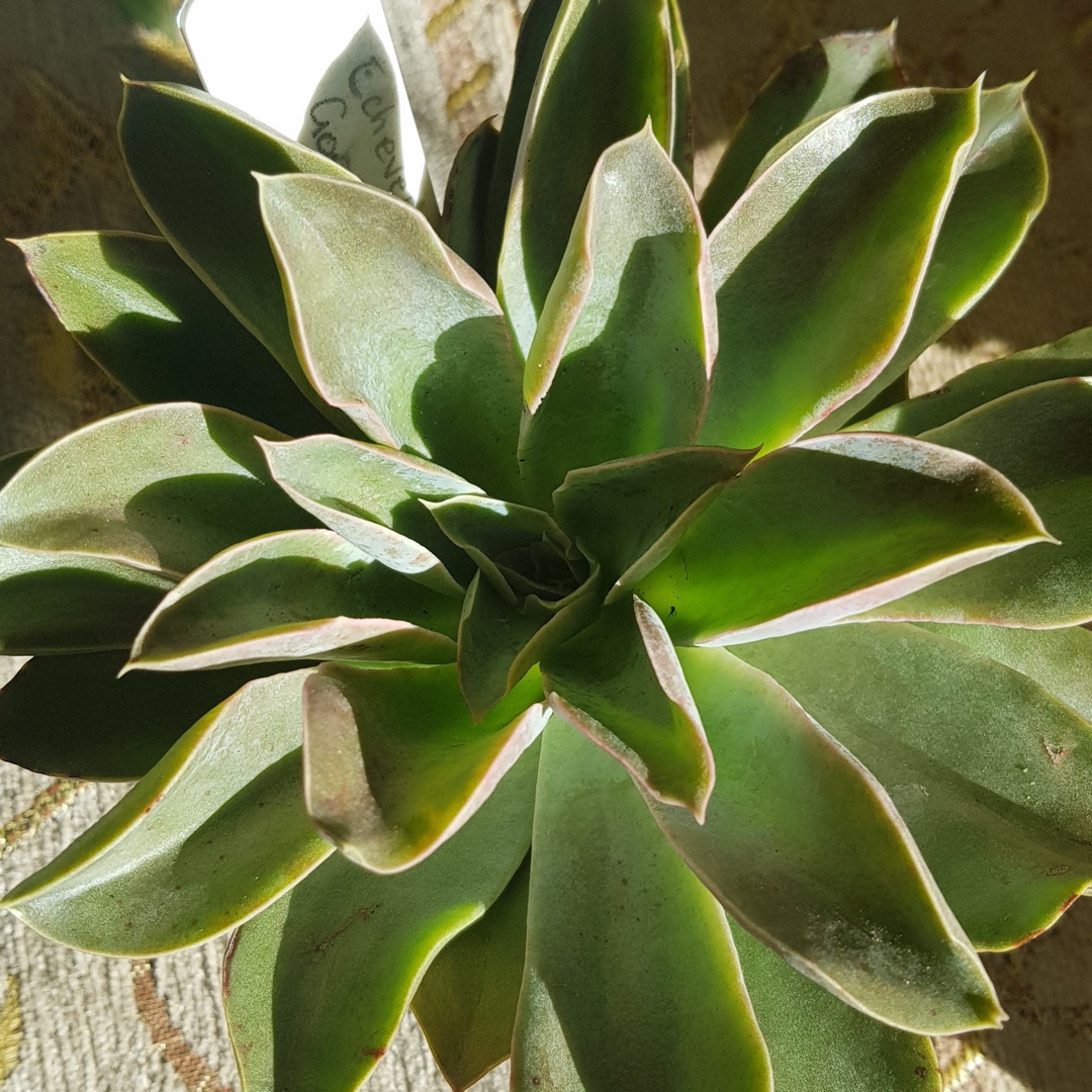 Echeveria Gorgeous George in the GardenTags plant encyclopedia Echeveria Gorgeous George in the GardenTags plant encyclopedia