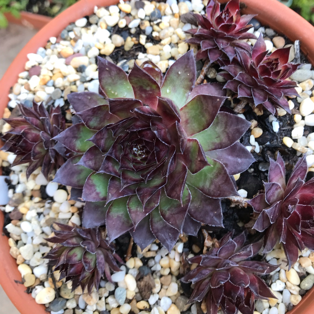 Sempervivum Black Moon in the GardenTags plant encyclopedia Sempervivum Black Moon in the GardenTags plant encyclopedia