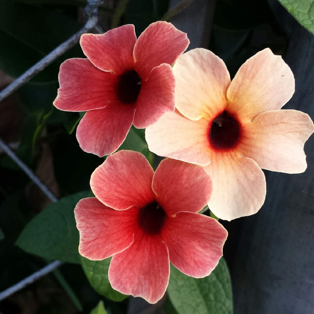 Black-eyed Susan Blushing Susie (Mix) in the GardenTags plant encyclopedia