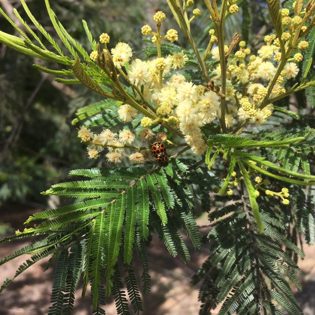 Black Wattle in the GardenTags plant encyclopedia
