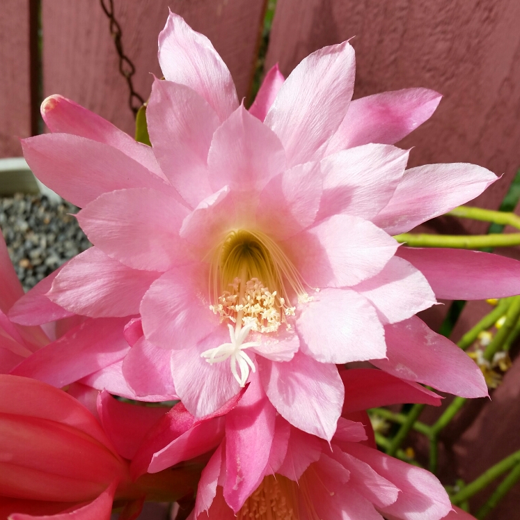 Epiphyllum Lazenbys hybrid in the GardenTags plant encyclopedia Epiphyllum Lazenbys Hybrid in the GardenTags plant encyclopedia