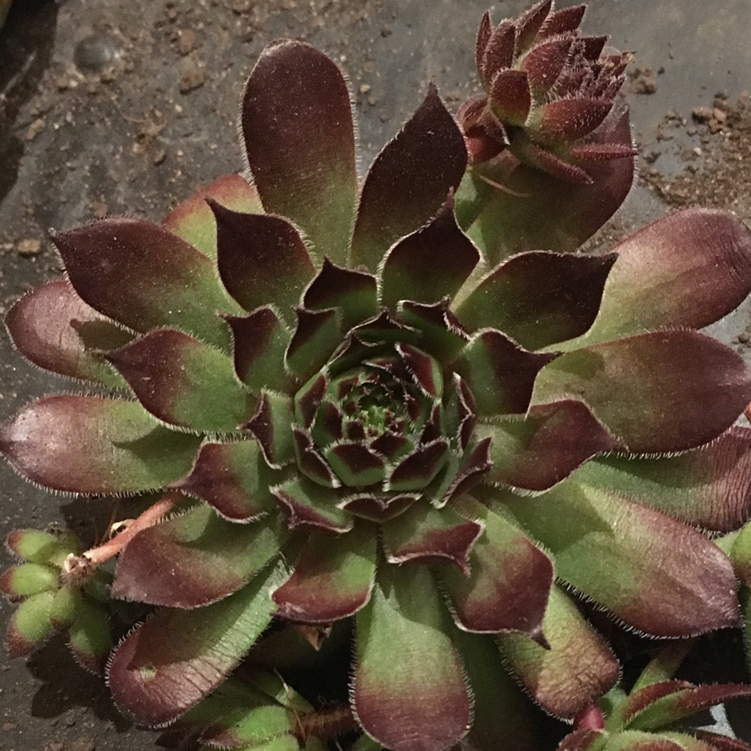 Sempervivum Kelly Jo in the GardenTags plant encyclopedia Sempervivum Kelly Jo in the GardenTags plant encyclopedia