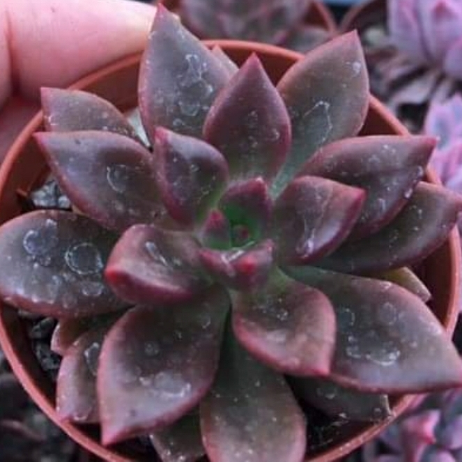 Echeveria Telstar in the GardenTags plant encyclopedia Echeveria Telstar in the GardenTags plant encyclopedia