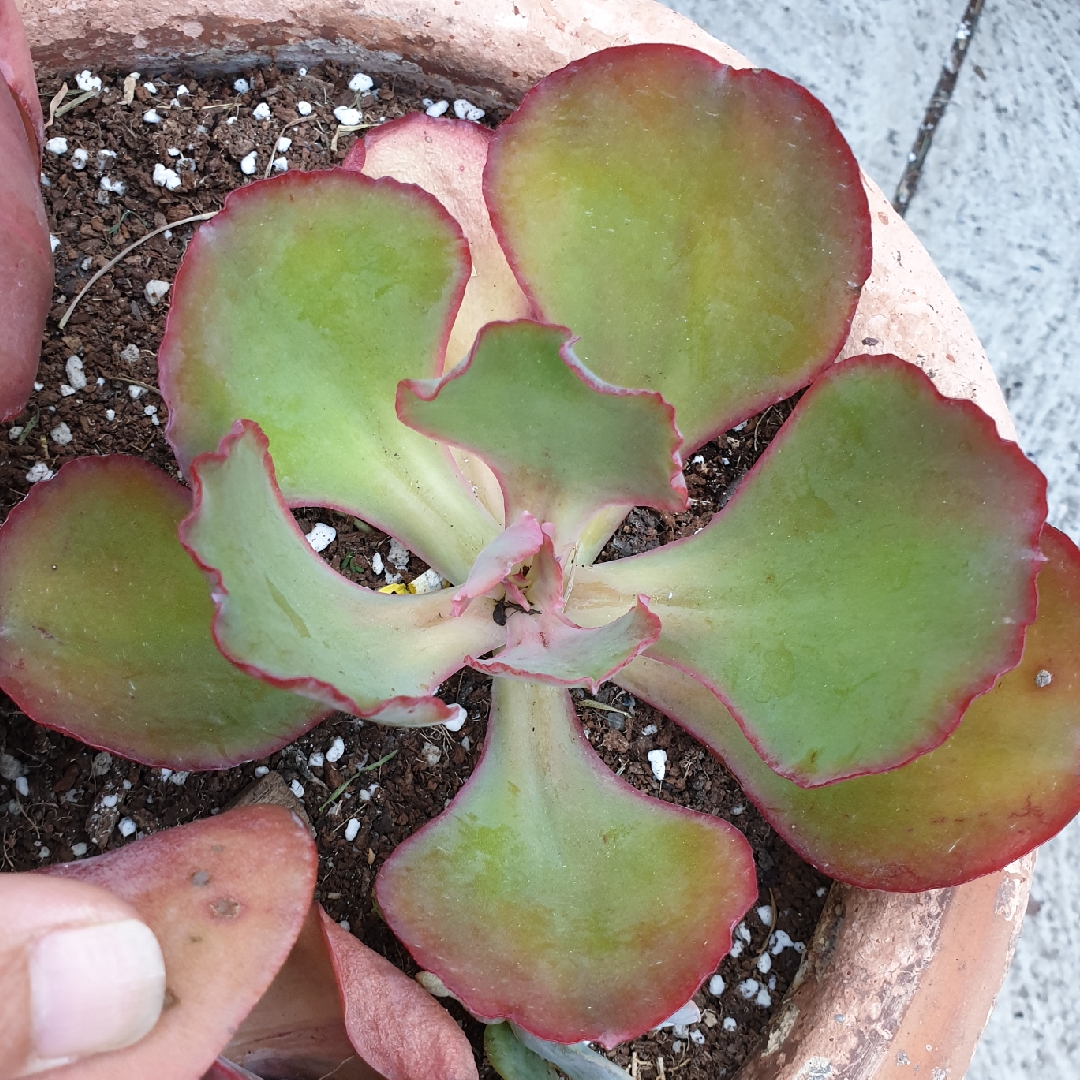 Echeveria Fiery Spider in the GardenTags plant encyclopedia Echeveria Fiery Spider in the GardenTags plant encyclopedia