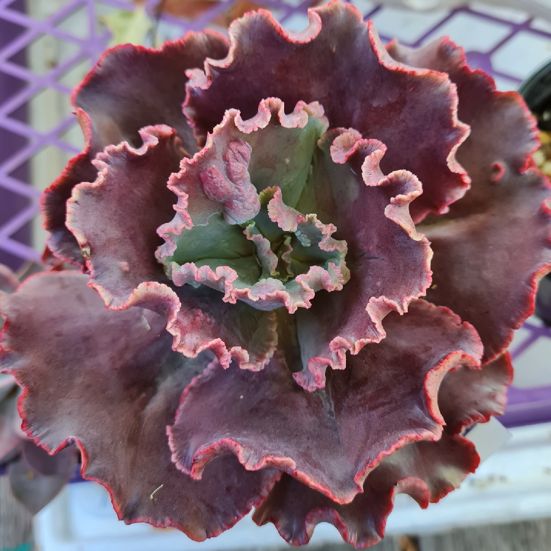 Echeveria Kahula in the GardenTags plant encyclopedia Echeveria Kahula in the GardenTags plant encyclopedia