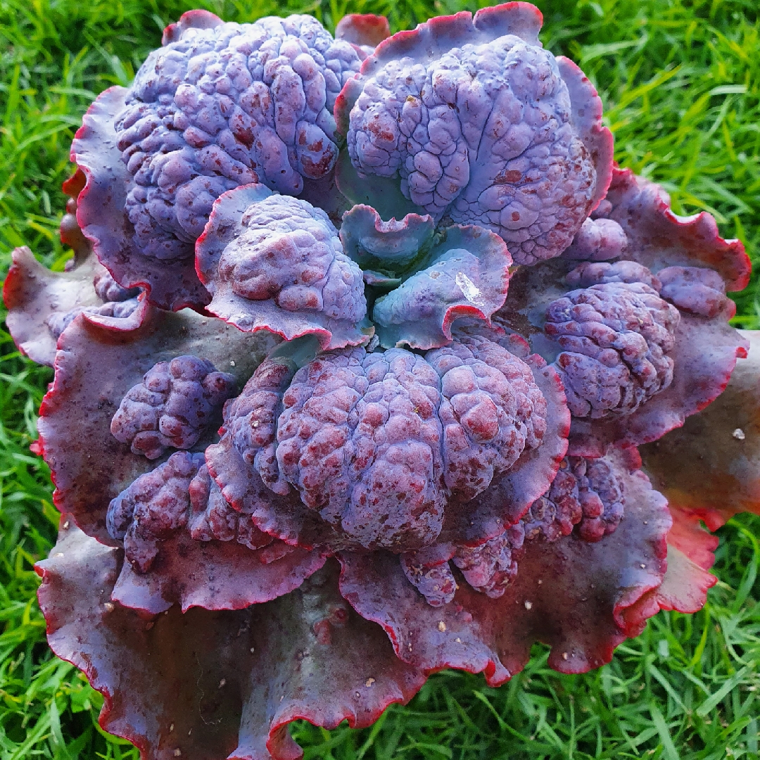 Echeveria Brocade in the GardenTags plant encyclopedia Echeveria Brocade in the GardenTags plant encyclopedia