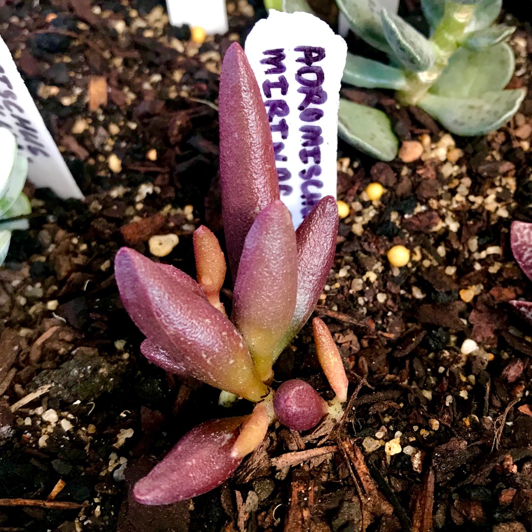 Adromischus Marianiae Red Mutation in the GardenTags plant encyclopedia Adromischus Marianiae Red Mutation in the GardenTags plant encyclopedia