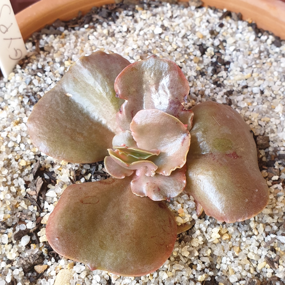 Echeveria Gypsy in the GardenTags plant encyclopedia Echeveria Gypsy in the GardenTags plant encyclopedia