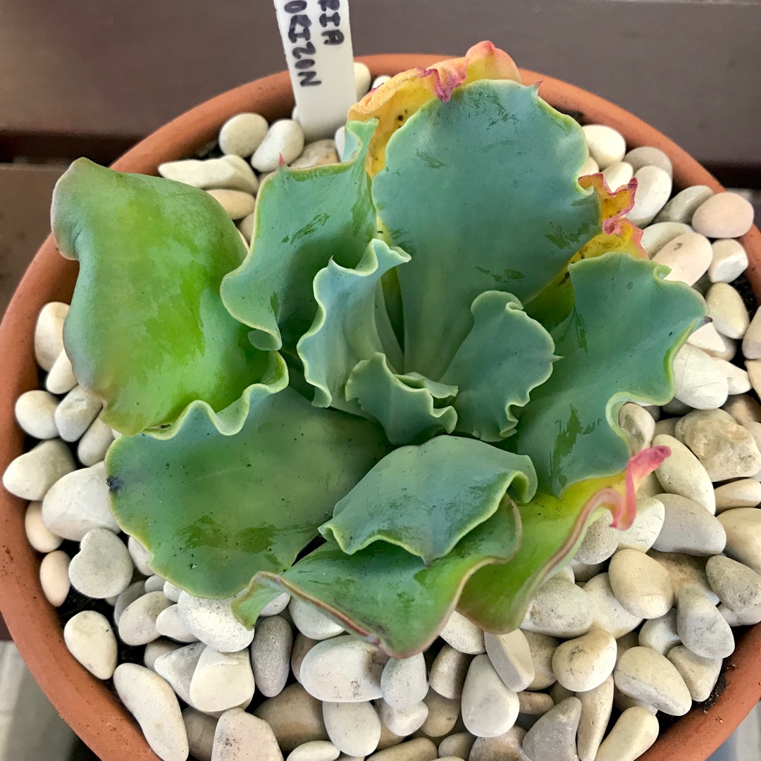 Echeveria Blue Horizon in the GardenTags plant encyclopedia Echeveria Blue Horizon in the GardenTags plant encyclopedia