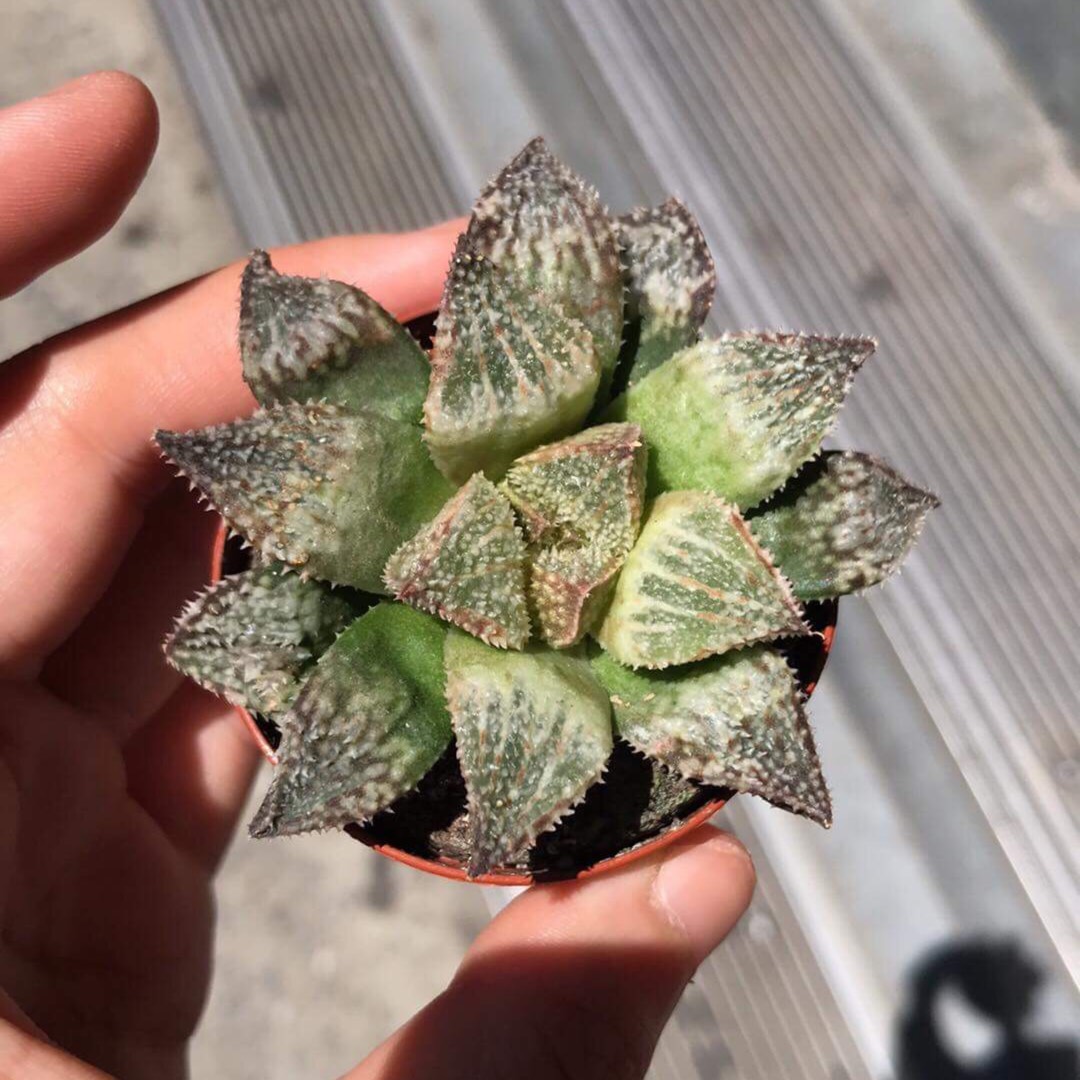 Haworthia Hakuginjou in the GardenTags plant encyclopedia Haworthia Hakuginjou in the GardenTags plant encyclopedia