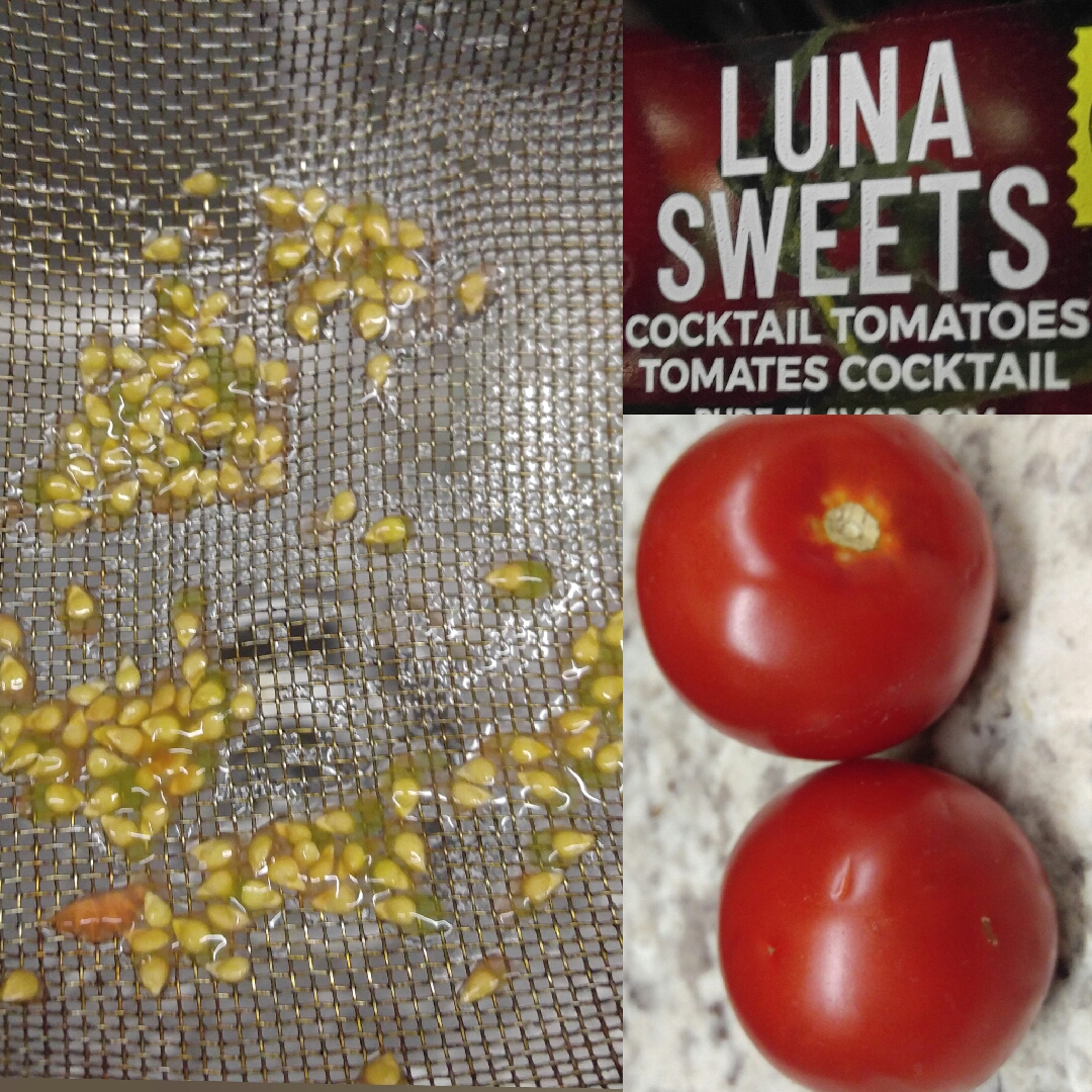 Solanum Lycopersicum var. cerasiforme Luna Sweets in the GardenTags plant encyclopedia Cocktail Tomato Luna Sweets in the GardenTags plant encyclopedia