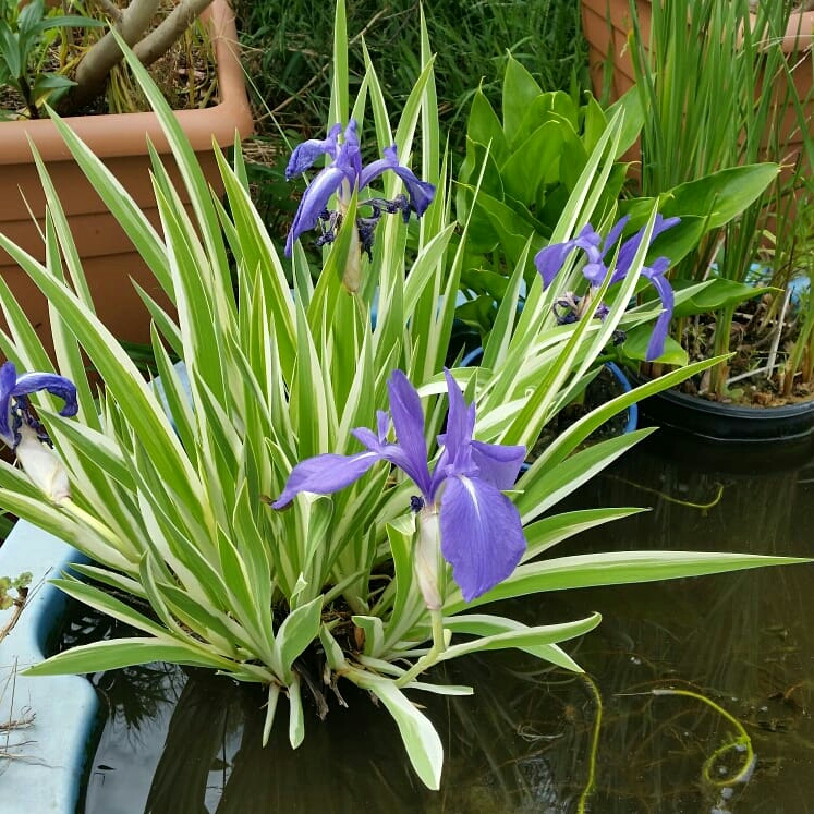 Iris japonica Variegata in the GardenTags plant encyclopedia Variegated Fringed Iris in the GardenTags plant encyclopedia