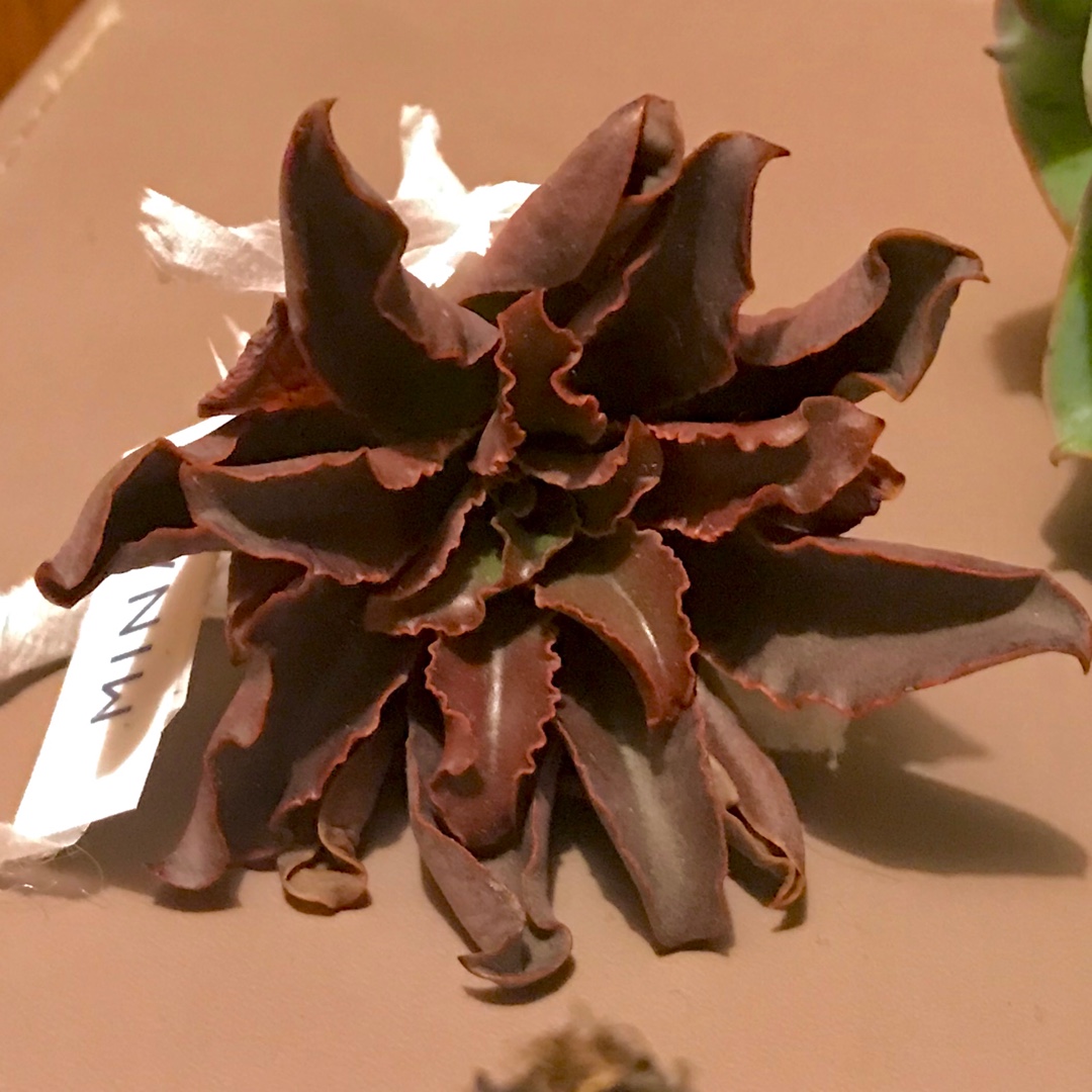 Echeveria Minas in the GardenTags plant encyclopedia Echeveria Minas in the GardenTags plant encyclopedia