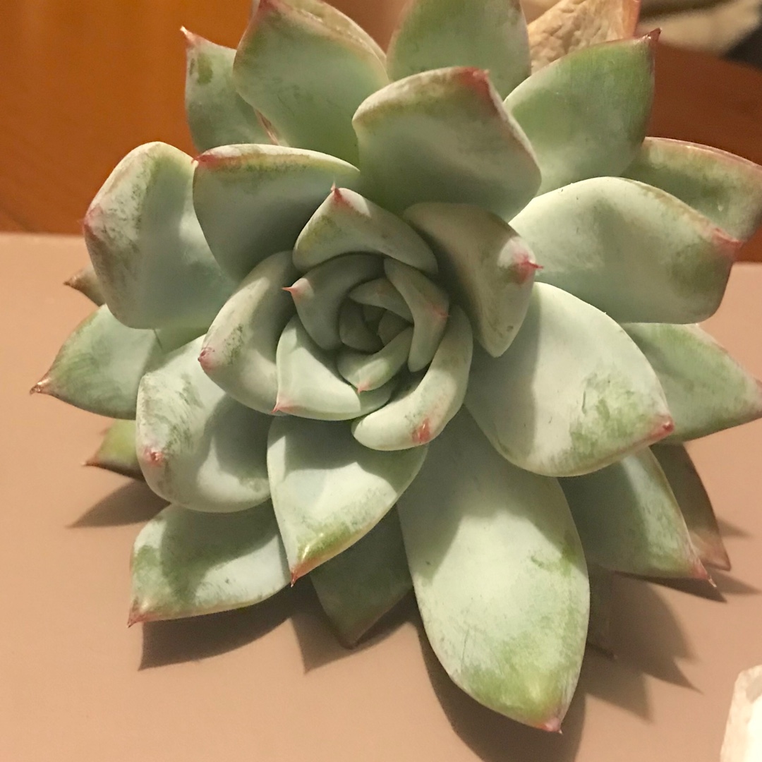 Echeveria Mexican Blush in the GardenTags plant encyclopedia Echeveria Mexican Blush in the GardenTags plant encyclopedia
