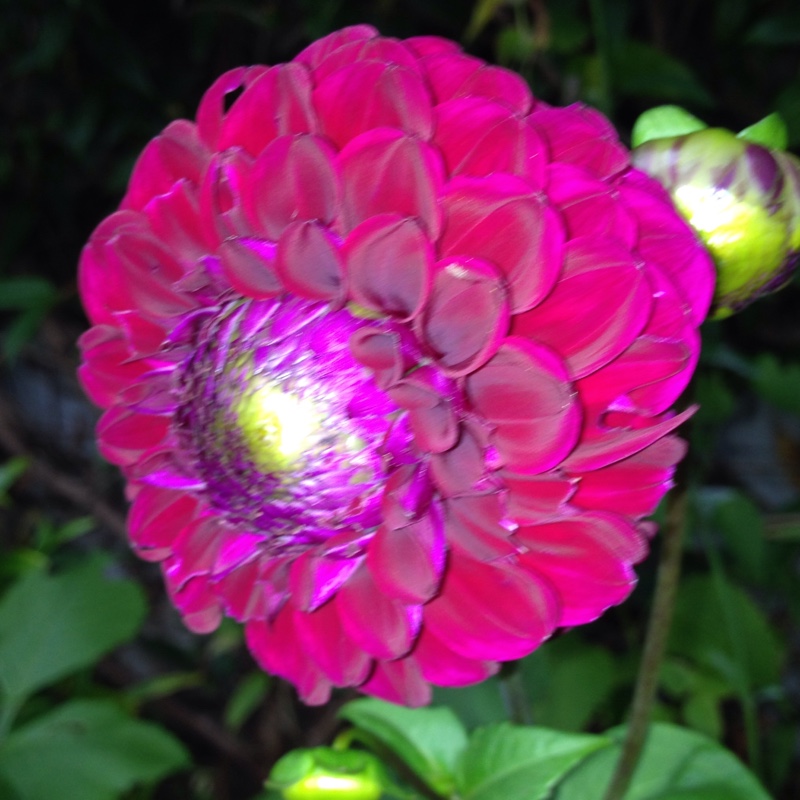Dahlia Babette in the GardenTags plant encyclopedia Dahlia Babette (Decorative) in the GardenTags plant encyclopedia
