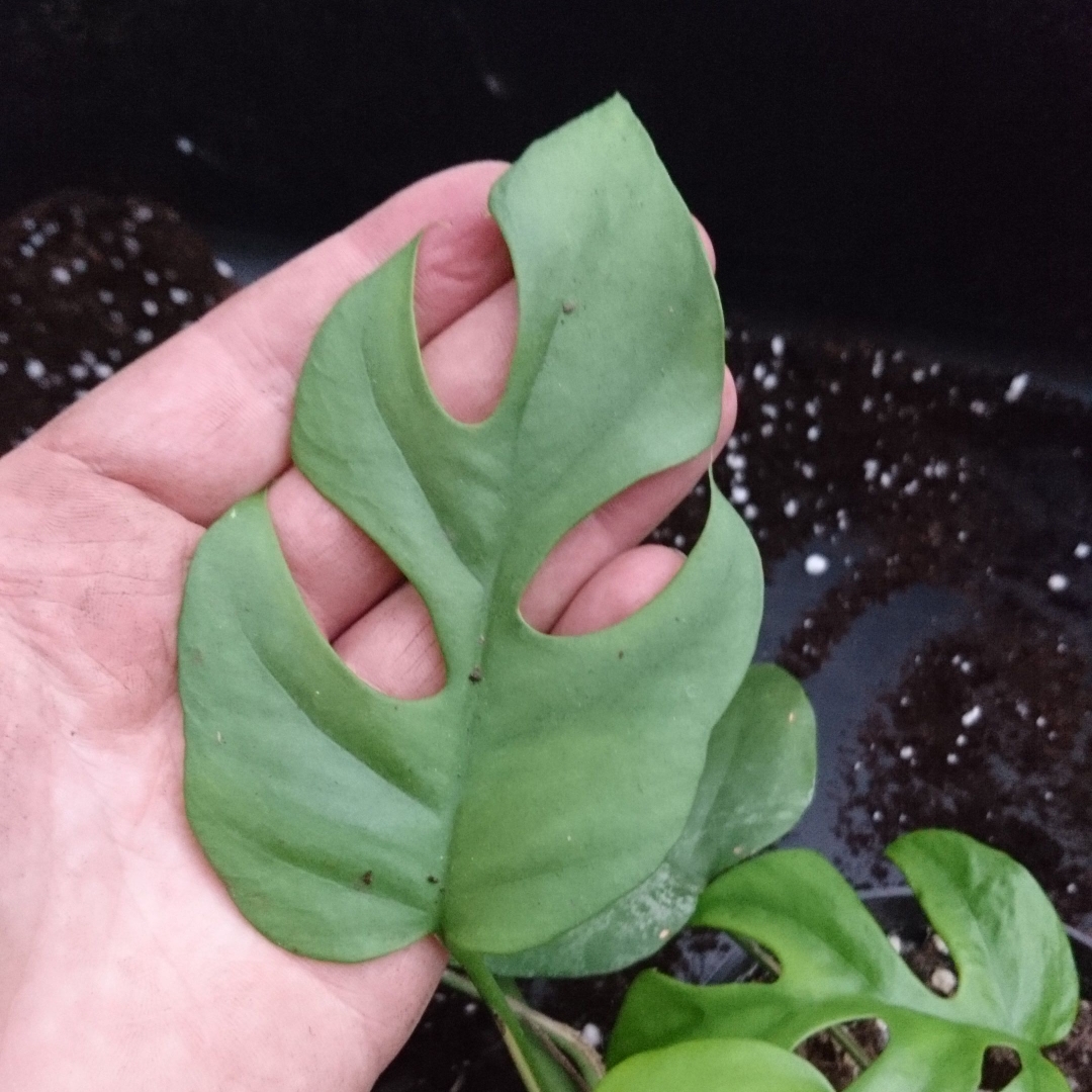 Monstera deliciosa Piccolo in the GardenTags plant encyclopedia Swiss Cheese Plant Piccolo in the GardenTags plant encyclopedia