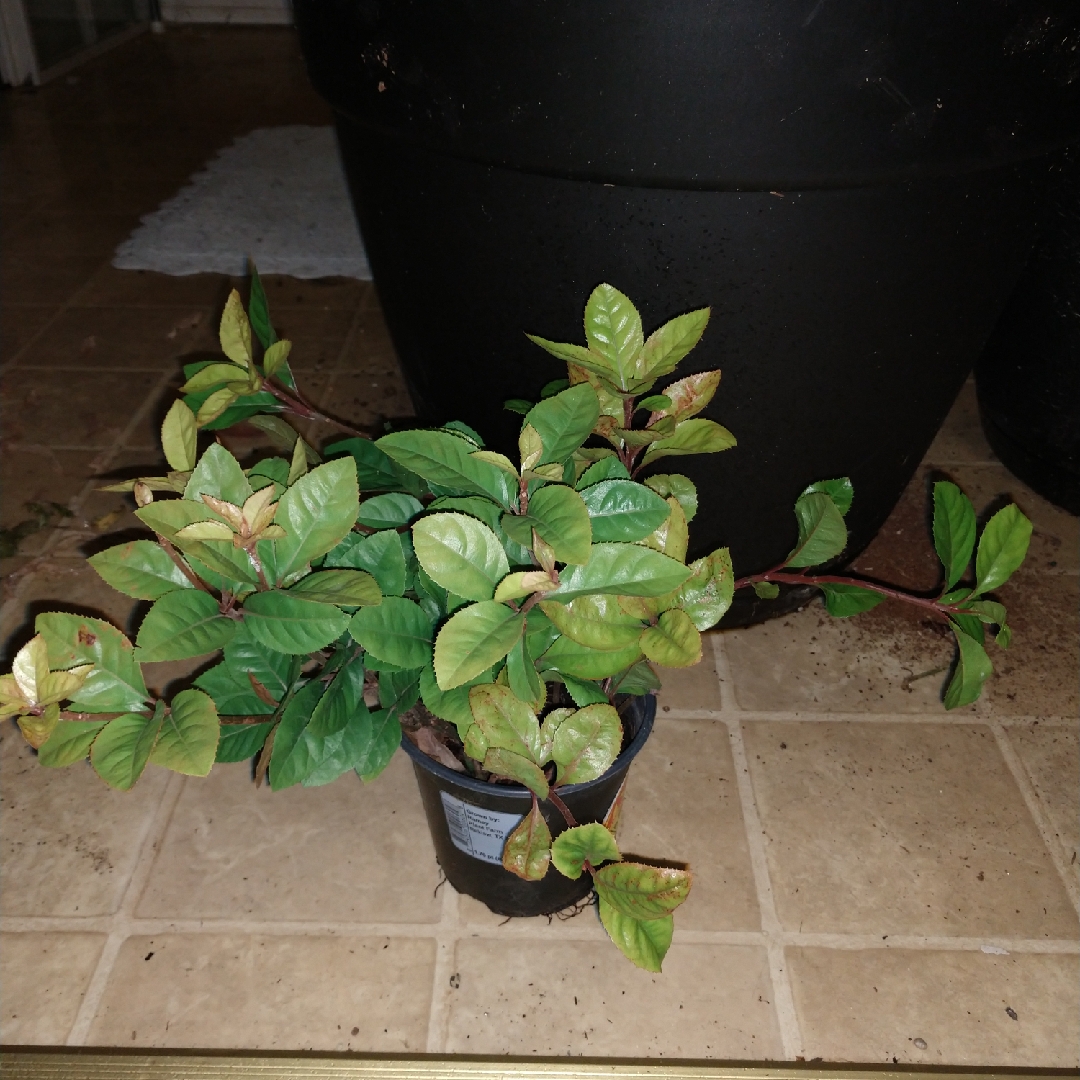 Ardisia japonica in the GardenTags plant encyclopedia Marlberry in the GardenTags plant encyclopedia