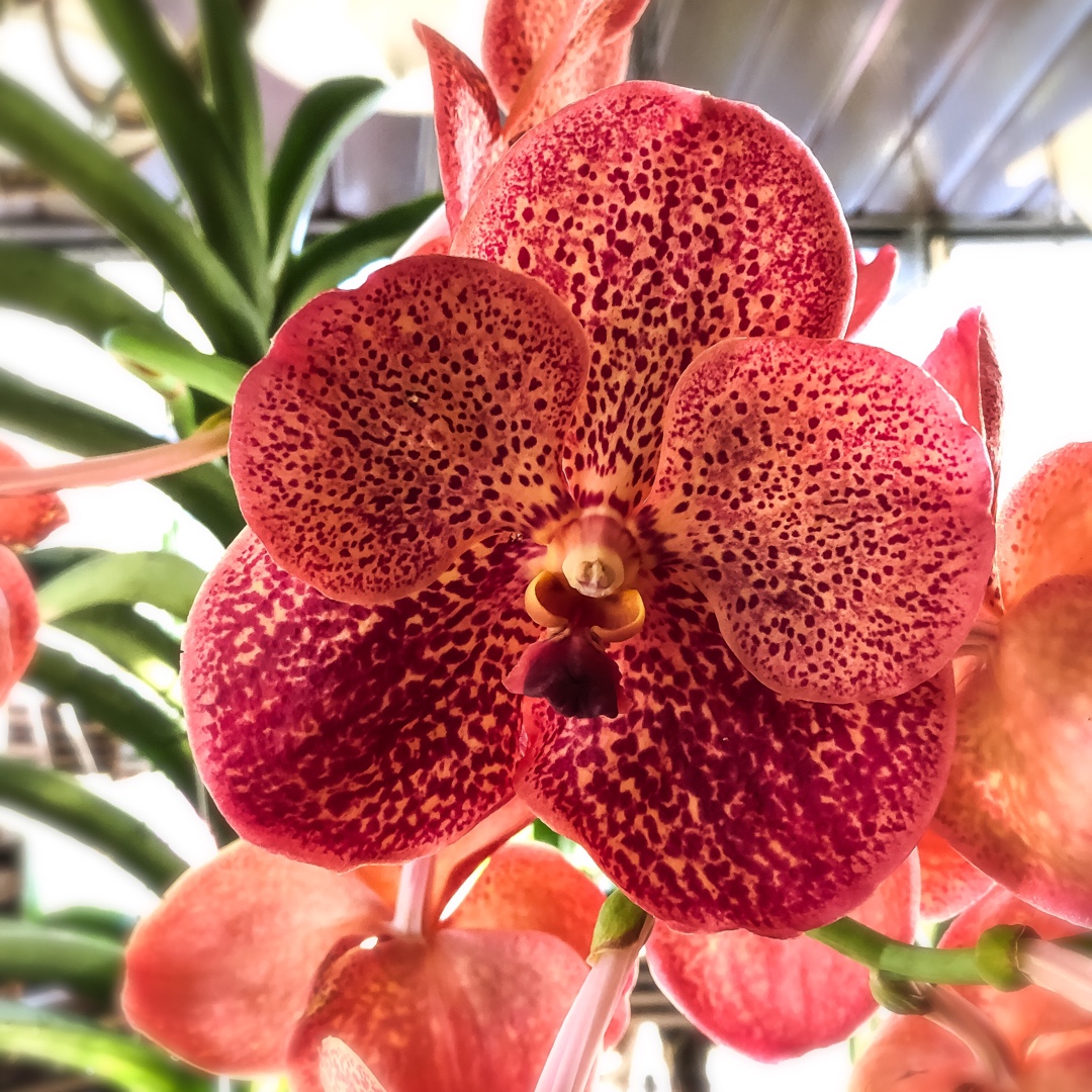 Vanda Bitzs Heartthrob x Ascda Suksamran Gold x Butterfly in the GardenTags plant encyclopedia Vanda Orchid Bitzs Heartthrob x Ascda Suksamran Gold x Butterfly in the GardenTags plant encyclopedia