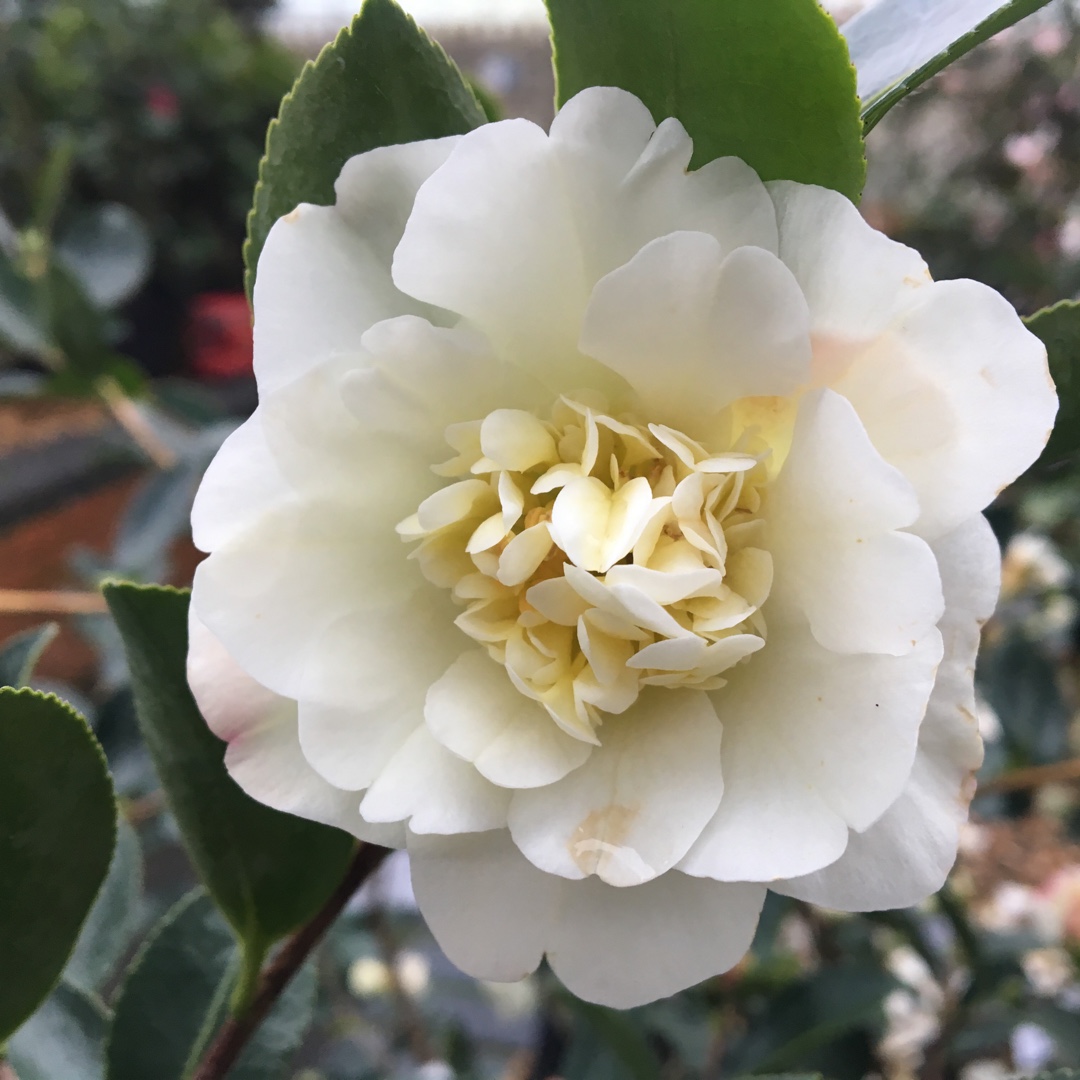 Camellia sasanqua Gay Sue in the GardenTags plant encyclopedia Camellia Gay Sue in the GardenTags plant encyclopedia