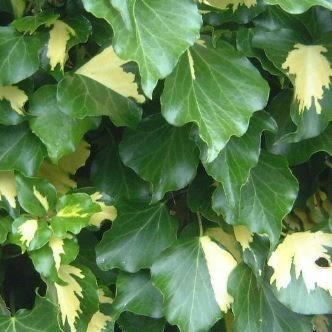 Hedera helix Goldheart in the GardenTags plant encyclopedia Common Ivy Goldheart in the GardenTags plant encyclopedia