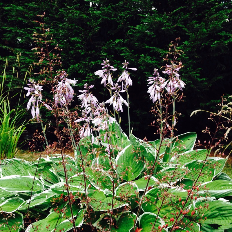 Plantain Lily Francee in the GardenTags plant encyclopedia