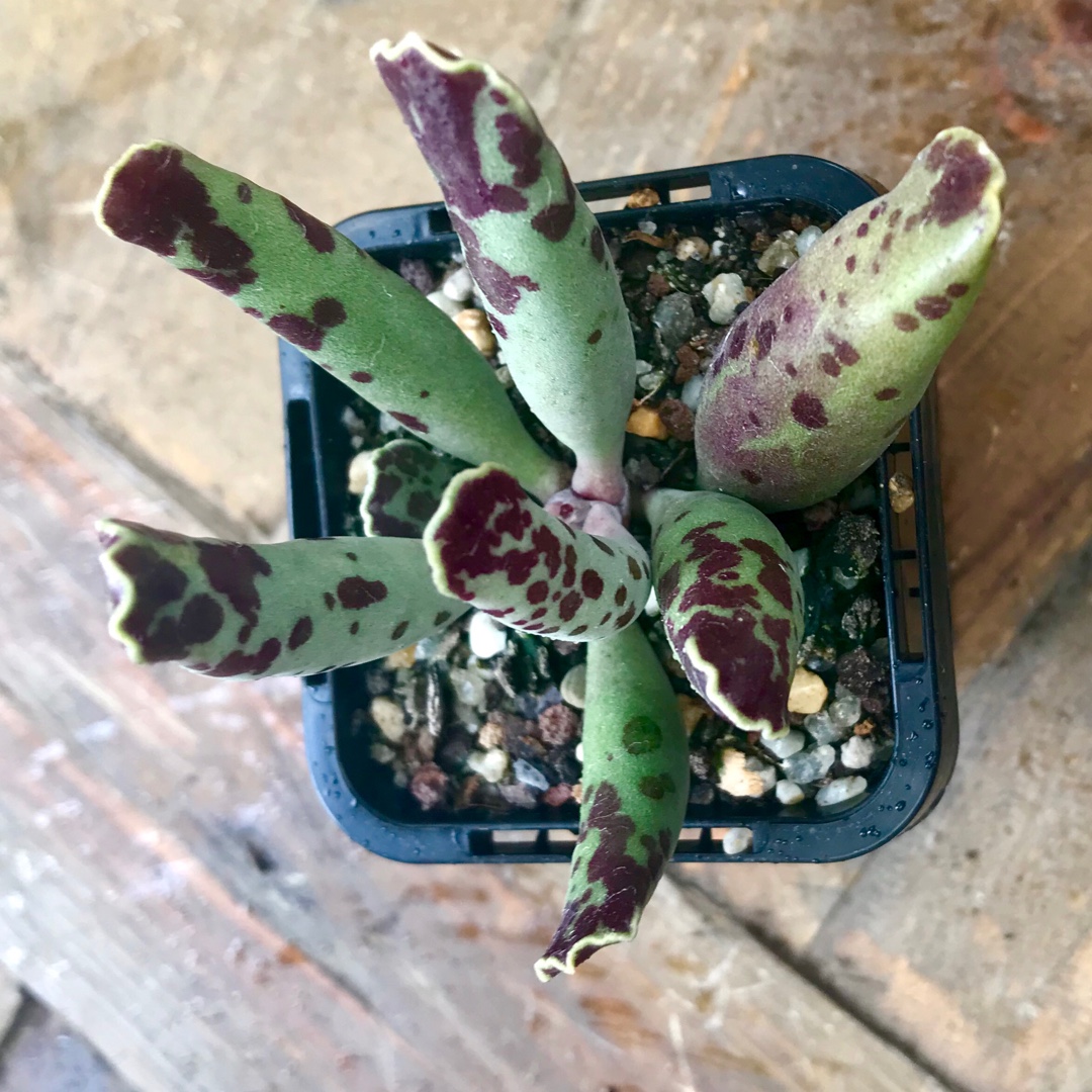 Adromischus Cooperi var. Festivus in the GardenTags plant encyclopedia Adromischus Cooperi v. Festivus in the GardenTags plant encyclopedia