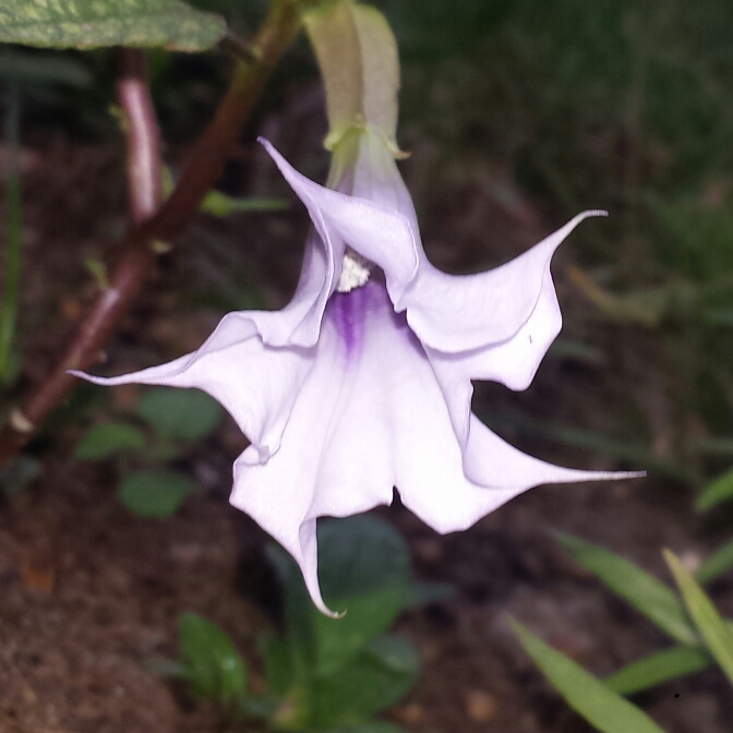 Datura Stramonium La Fleur Lilac in the GardenTags plant encyclopedia Jimsonweed La Fleur Lilac in the GardenTags plant encyclopedia