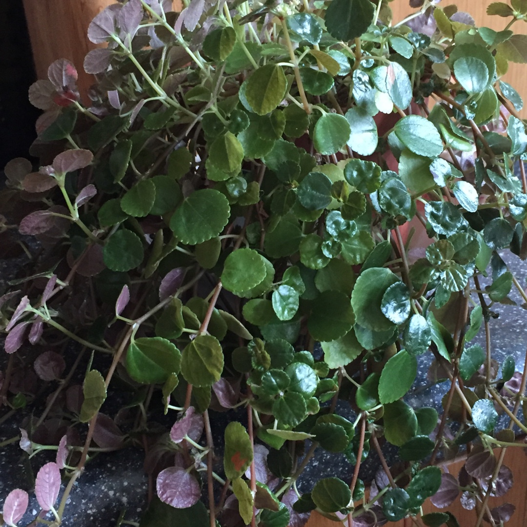 Pilea depressa Sao Paulo in the GardenTags plant encyclopedia Pilea Sao Paulo in the GardenTags plant encyclopedia