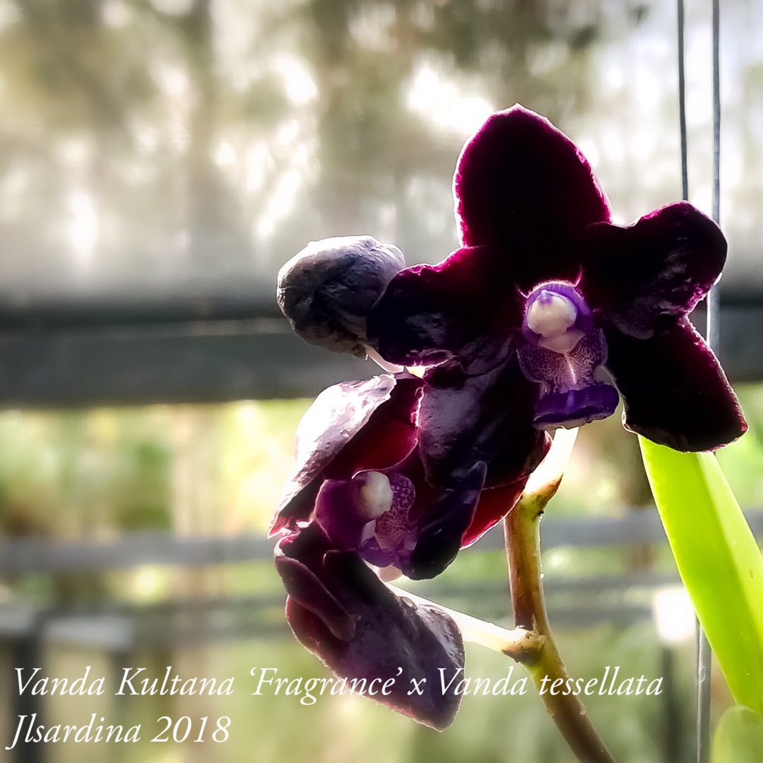 Vanda Kultana Fragrance x Vanda tessellata in the GardenTags plant encyclopedia Vanda Kultana Fragrance x Vanda tessellata in the GardenTags plant encyclopedia