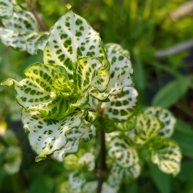 Asystasia Gangetica Youre So Vein in the GardenTags plant encyclopedia Chinese Violet Youre So Vein in the GardenTags plant encyclopedia