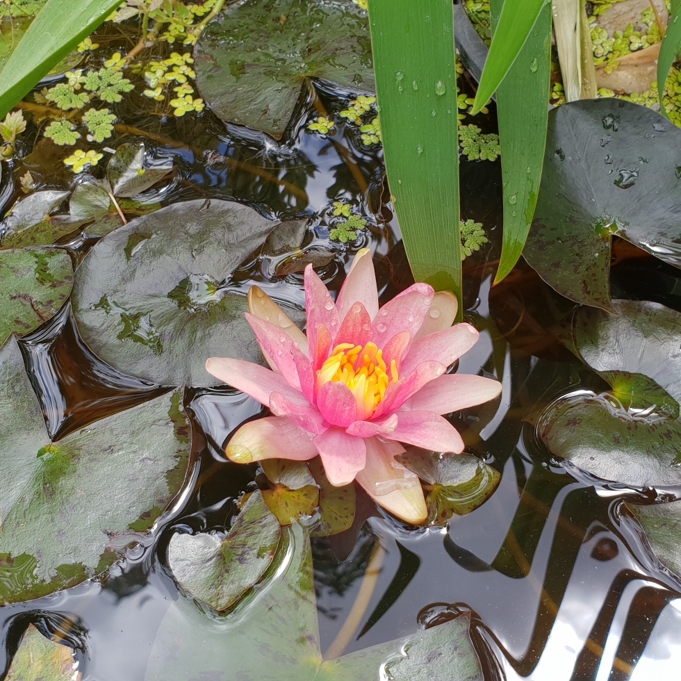 Nymphaea Little Sue in the GardenTags plant encyclopedia Water Lily Little Sue in the GardenTags plant encyclopedia