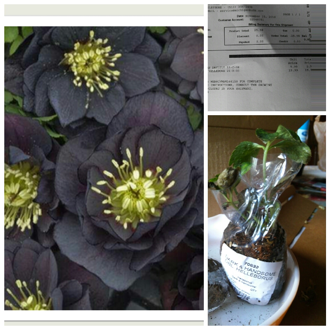 Helleborus Dark And Handsome (Wedding Party Series) in the GardenTags plant encyclopedia Hellebore Dark And Handsome in the GardenTags plant encyclopedia