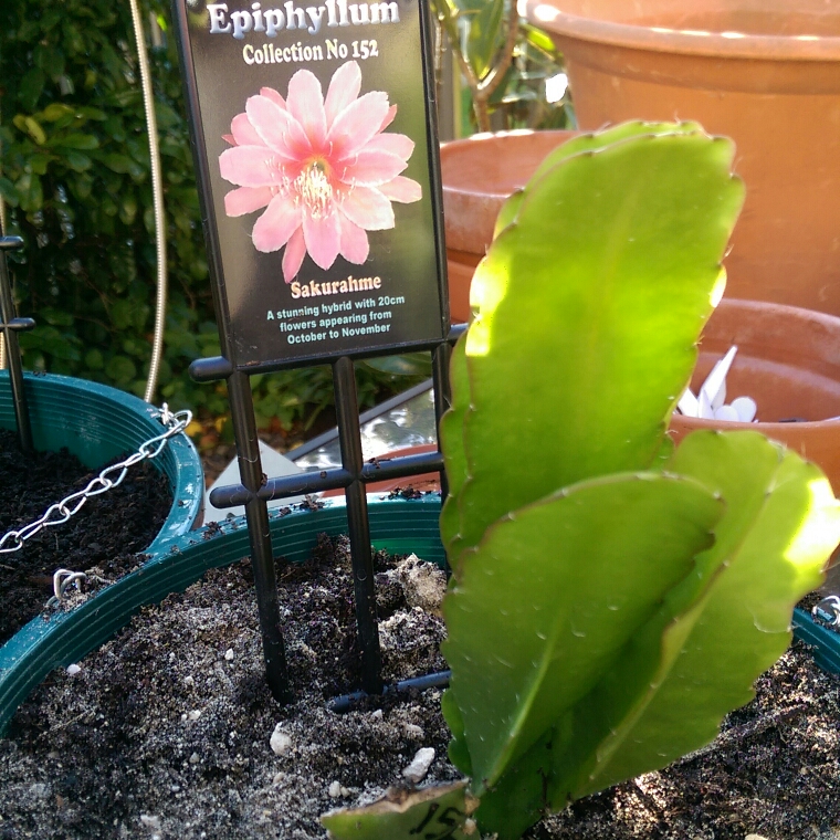 Epiphyllum sakurahme in the GardenTags plant encyclopedia Epiphyllum Sakurahme in the GardenTags plant encyclopedia