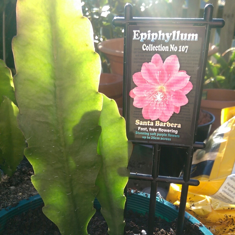 Epiphyllum santa barbera in the GardenTags plant encyclopedia Epiphyllum Santa Barbera in the GardenTags plant encyclopedia