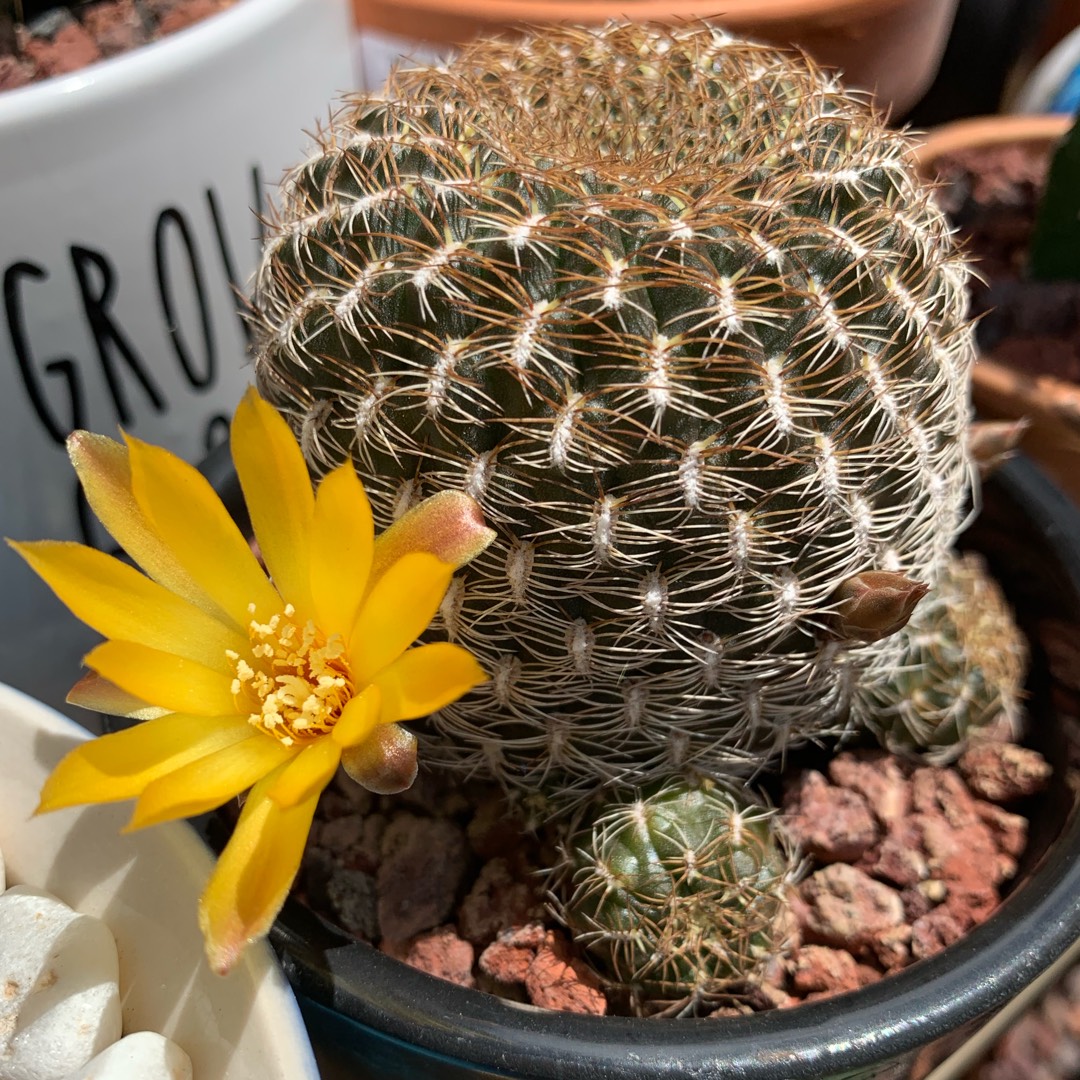 Rebutia glomeriseta syn. Sulcorebutia candiae, Rebutia candiae, Sulcorebutia arenacea var. candiae in the GardenTags plant encyclopedia Rebutia glomeriseta in the GardenTags plant encyclopedia