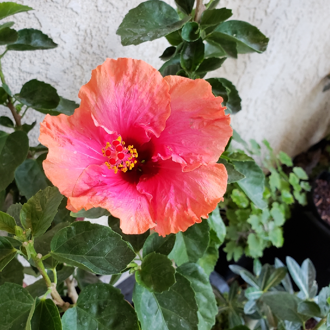 Hibiscus Rosa-Sinensis Erin Rachel in the GardenTags plant encyclopedia Hibiscus Erin Rachel in the GardenTags plant encyclopedia