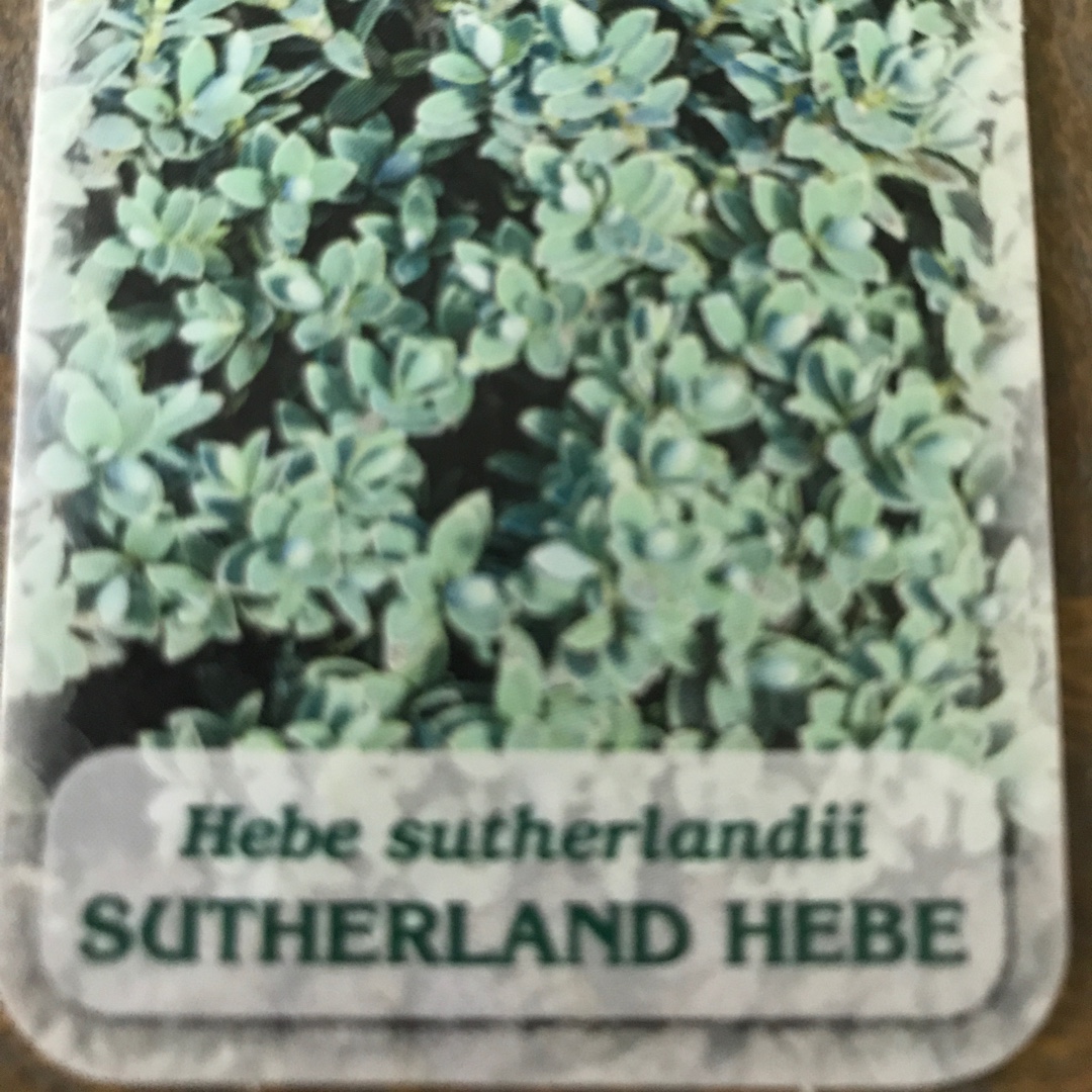 Hebe pinguifolia Sutherlandii in the GardenTags plant encyclopedia Shrubby veronica Sutherlandii in the GardenTags plant encyclopedia